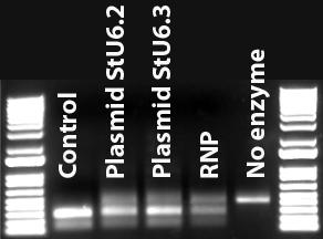 Figur 3. PCR-RE. Til venstre. PCR-RE på protoplaster høstet 24 timer efter transformation. Bane 1 og 7: DNA markør. Bane 2: ikke editeret kontrol.
