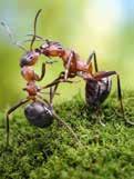 Myrer Til kamp mod myrerne Pludselig er de der. Myrerne. Indenfor stjæler de maden i køkkenet og giver hjemmet en følelse af myrekryb.