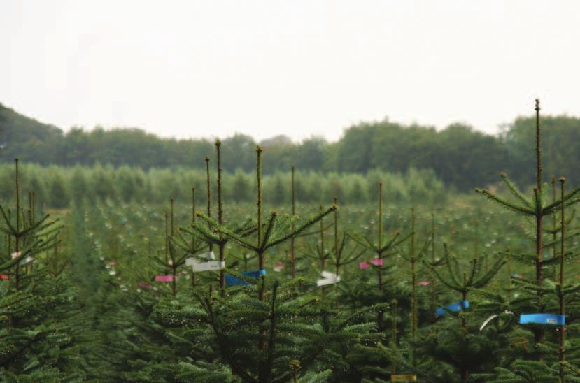 Alle dygtige juletræsdyrkere har en fremtid i Danmark store som små Foto: Rasmus Fejer Nielsen På det seneste har forskellige medier gentagne gange fremført, at danske juletræsproducenter med mindre