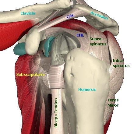 Anatomy of