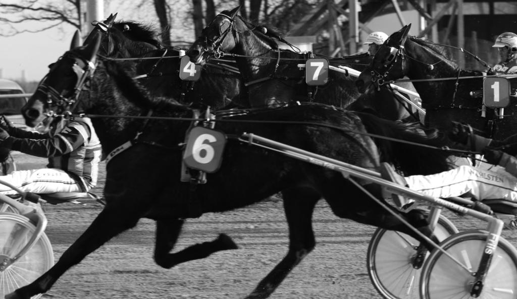 FYENS VÆDDELØBSBANE / BANE 05 / FREDAG 19. JULI 2019 25 VIDSTE DU at farven på hestens nummerskilt angiver hvilket løb, hesten deltager i?