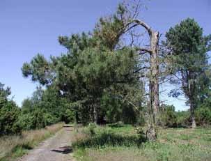 Topkappede træer bliver med tiden sårbare overfor kraftige storme fordi stammen rådner indefra og