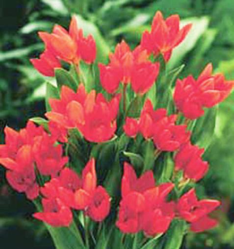 Blomst Rosa med lysere melering april - maj Tulipa 'Praestans Fusilier' Kr.
