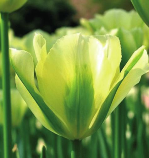 pr. stk. ved Tulipan viridiflora-hyb. 50 stk. 250 stk. 1000 stk. Vækst Opretvoksende 45 cm.