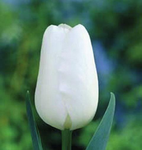 1000 stk. Vækst Opretvoksende 45 cm. Blomst Hvide april - maj Ved køb af mindre end 50 stk.