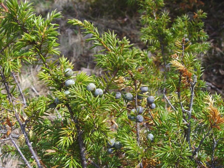 Særlige vedplanter: Ene (Juniperus communis) må ikke fjernes eller beskadiges (se foto nedenfor) Vådområder Der er indenfor arealet enkelte vådområder, hvor maskinkørsel ikke må finde sted.
