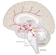 i hjernen Aktiv Kompleks Reguleres af specifikke hjerneregioner: Thalamus Hypothalamus Hjernestammen Involverer forskellige