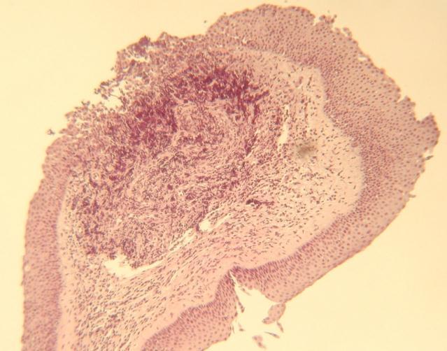 Chapter 2. Clinical Studies c b a Figure 4. Hematoxylin-eosin (HE) staining of randomly selected biopsy sample harvested form an uninfected calf.