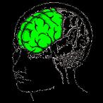 Voksenrollen i Plan B Den voksne fungerer som surrogat frontallap Frontallapen - Grøn: Overordnet styring af personlighed og Adfærd