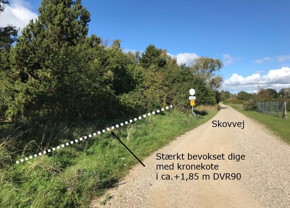 Figur 8.6: Digestrækning 7 langs Skovvej er beskyttet på de først ca. 200 m indtil vejen drejer mod venstre med et dige med topkote i ca. +1,8-+1,9. Diget er stærkt bevokset.