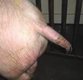 1) Hvornår halebid er forekommet Datoen for hvornår en eller flere gris/grise med halebid konstateres.