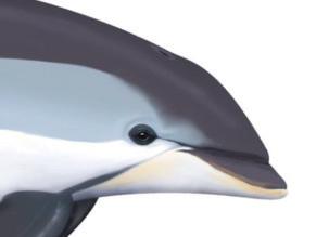 De fleste delfiner har en forlænget næbagtig snude, seglformede