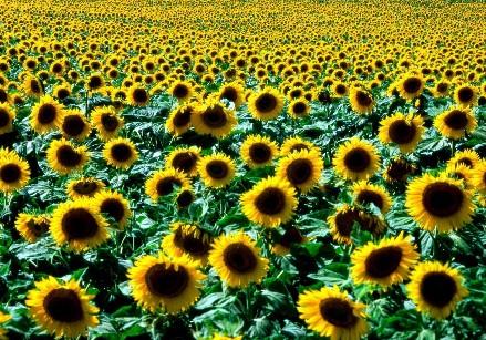 Om solen er meget fremme i august kan vi ikke spå om, men ét er sikkert, solsikkerne står høje og ranke med deres store gule og