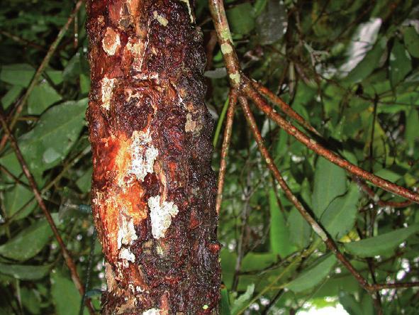 Smag på krydderier og madkultur Eksperimentér med kanel Kanel kommer fra barken af kaneltræet. Kaneltræet er 10 til 15 meter højt og vokser i et tropisk klima.
