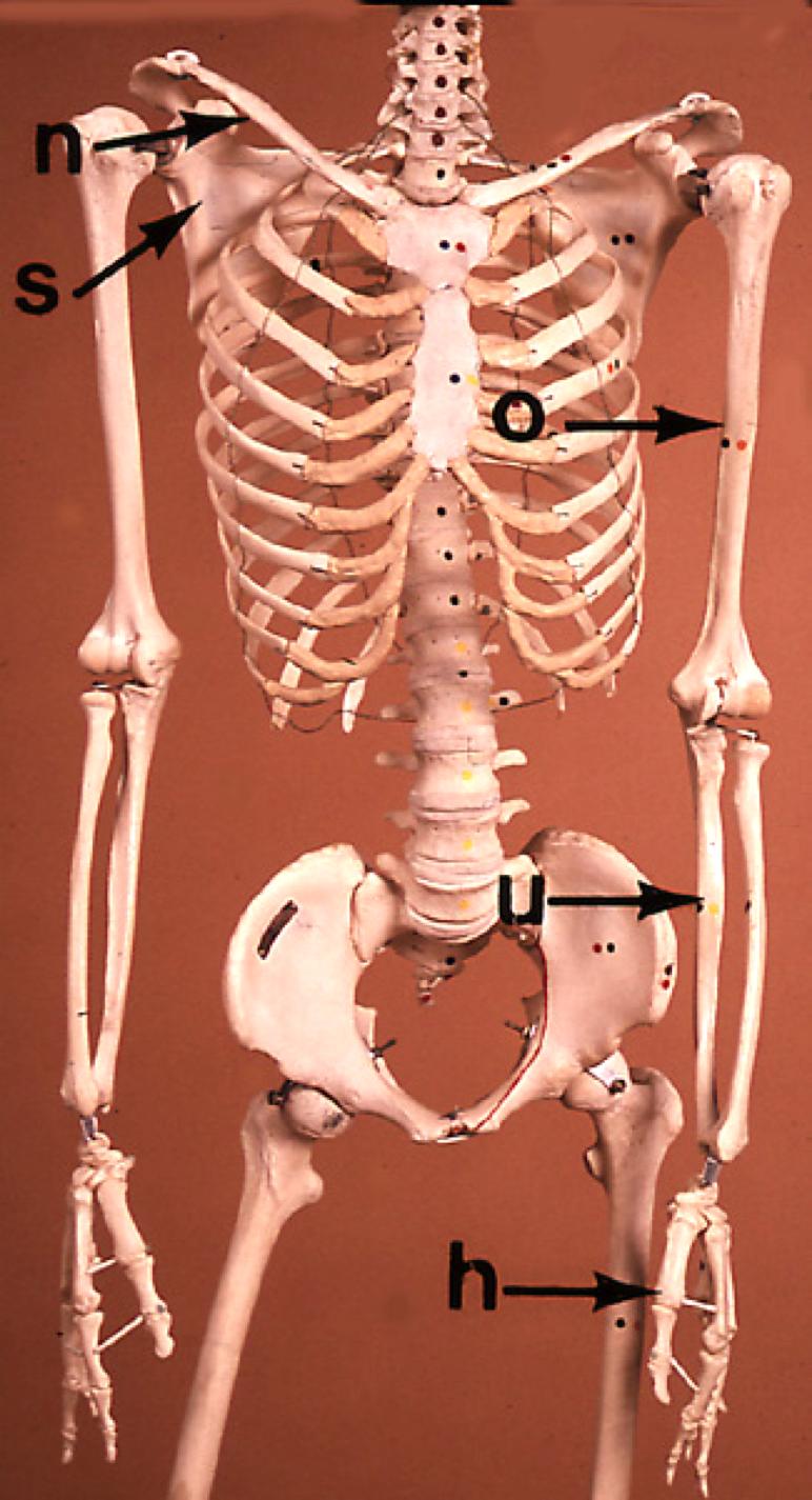 skulderbæltets og den frie dels knogler I højre side af skelettet er skulderbæltet markeret. Det omfatter: nøglebenet (n) og skulderbladet (s).
