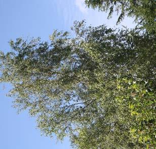 Betula pendula Norðîc FP644 Truust 15-18 m Løvfældende mellemhøjt træ med bred søjleformet til omvendt ægformet krone. Stammen er oftest gennemgående.