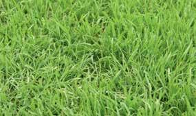 Striglen fra APV rykker uønsket græs op, laver plads til såsæd af høj kvalitet og lufter jorden.