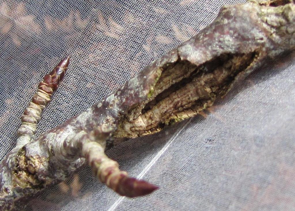 Cydia corollana (Hb.) Larven lever overvintrene i sår på Populus tremula.