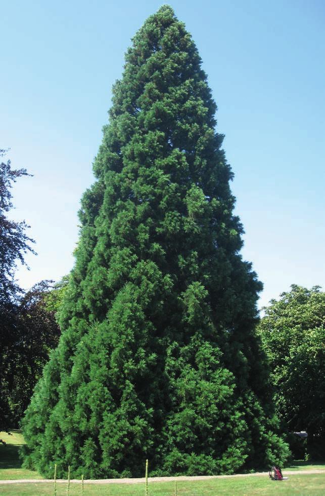 6: Sequoiadendron giganteum