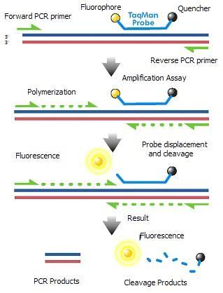 Fluorofor Fremadrettet PCR-primer Polymerisering Fluorescens PCR-produkter TaqManprobe Quencher Tilbagerettet PCR-primer Amplifikationsanalyse Resultat Probeforskydning og spaltning Fluorescens