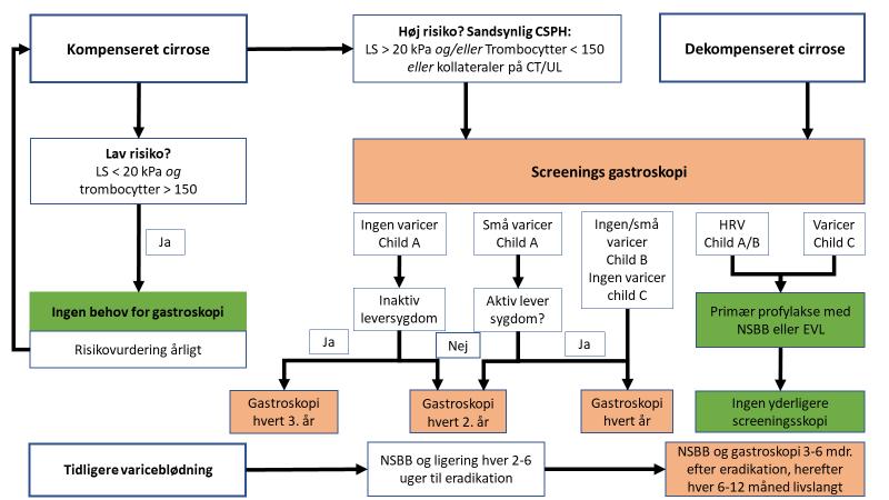 Figur 1: Screening og overvågning af øsofagusvaricer CSPH: klinisk signifikant portal hypertension, LS: lever stivhed, HRV: højrisiko varicer, EVL: endoskopisk varice ligering, NSBB: non selektiv