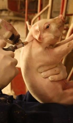 GIV ANTIBIOTIKA I NAKKEMUSKEL IM = INJEKTION I MUSKEL Vejledning til injektionsteknik Når grise skal gives injektion med vaccine, jern, smertebehandling eller antibiotika, er