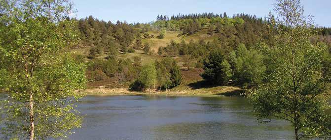 2.4 Søer og vandløb Lobeliesø (3110) er kalk- og næringsfattige søer og vandhuller karakteriseret ved især grundskudsplanter og lav ph.