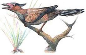 I den sene kridttid for ca. 80 Mio. år siden, kender man også andre, men nu uddøde fugletyper. Ichthyornis, som sandsynligvis var datidens mågefugle.