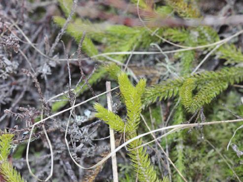 Foto: Gorm Pilgaard Jørgensen Harpalus neglectus er ret almindelig i klitter og knyttet til områder med