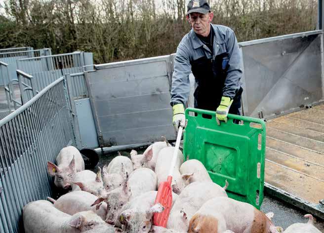Stækkede kontrolmuligheder. 3 ud af 4 embedsdyrlæger oplever, at kontrollen med grises velfærd ved eksport fra samlesteder bør skærpes.
