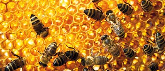 eller på stubmarker. Man har f.eks. fundet rester af glyphosat i honning, hvor der har været blomstrende ukrudt i en mark, som er sprøjtet med glyphosat.