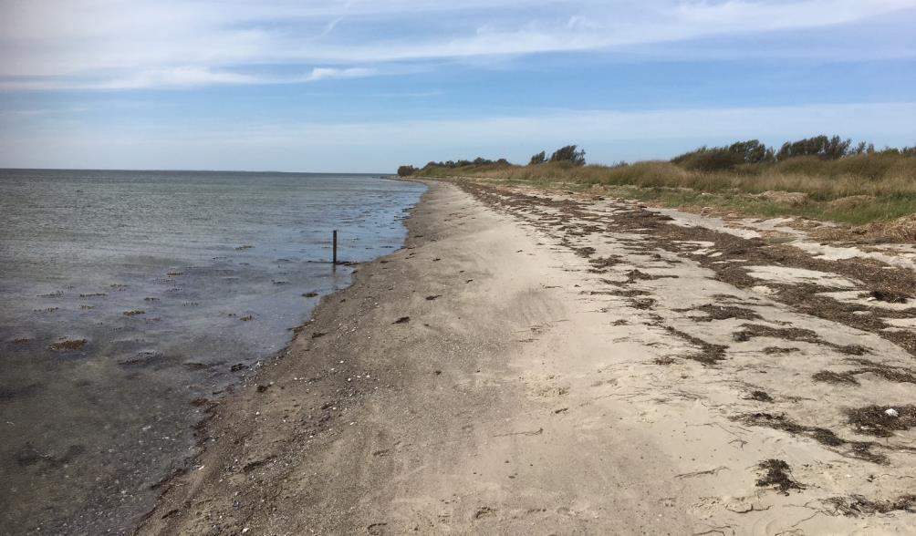 Kilder til fækal forurening Fækalier fra mennesker og dyr i badevandet udgør en sundhedsrisiko. Lolland Kommune har undersøgt området omkring stranden for fækale kilder.