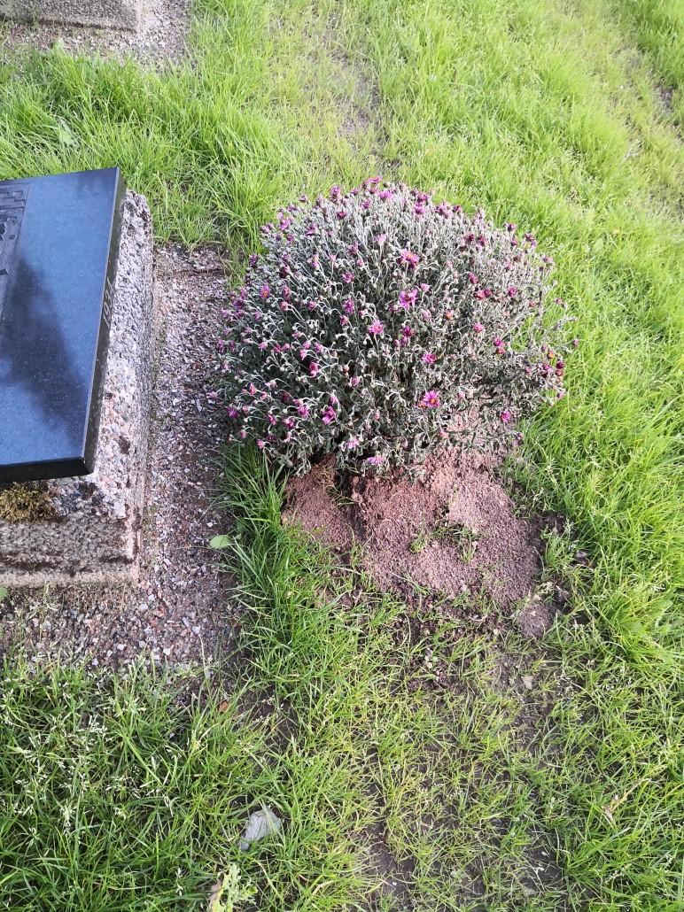 Disse gravvaser kan nedsættes med hjælp fra Brødremenigheden og det er så muligt at anbringe blomster plantet i potter ved gravene.