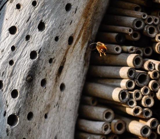 Figur 5. Rød murerbi (han) på udkig efter mage omkring passende redepladser. Foto af Rikke Milbak Humlebier kræver ligesom hulboende bier at potentielle redeslokaliteter ligger uforstyrret.