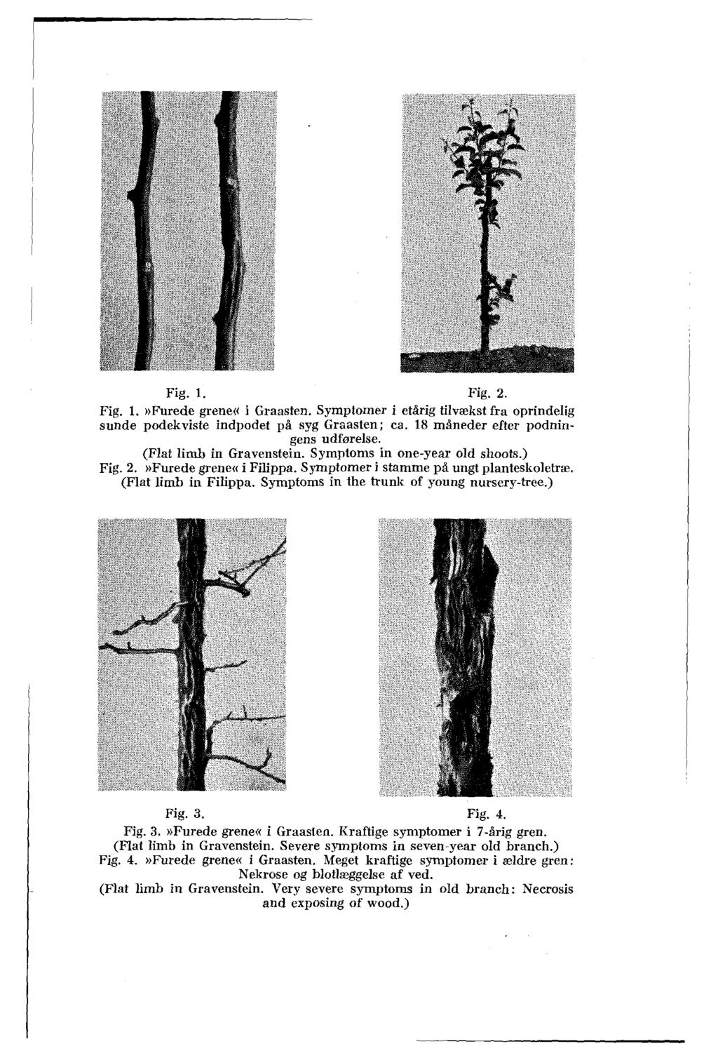 Fig. 1. Fig. 2. Fig. 1.»Furede grene«i Graasten. Symptomer i etårig tilvækst fra oprindelig sunde podekviste indpodet på syg Graasten; ca. 18 måneder efter podningens udførelse.