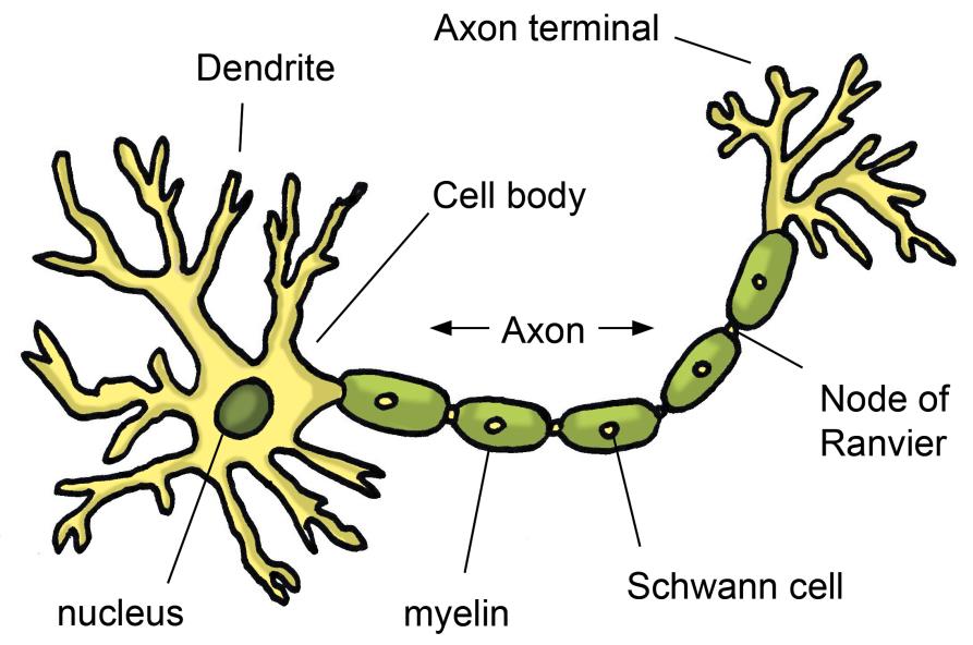 . Figur 1: En nervecelles forbindelse til en anden nervecelle. Lokaliseret 9. september 2014. http://users.tamuk.