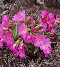 vokser også i surbundsbedet Pudeprimula, Primula juliae Pudeprimula hører til de primula, der allerede springer ud fra april og fortsætter deres blomstring langt ind i maj måned.