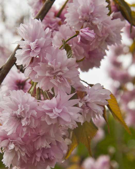 Det rosa forår Når de rosa blomster på japanske kirsebær udfolder deres ynde, er der ikke ret meget mere, der kan overbevise os om, at foråret er kommet for at blive.