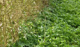 Sådan slipper du af med skvalderkål Fakta om skvalderkål Latinsk navn: Aegopodium podagraria Plantefamilie: Apiaceae skærmplantefamilien Udbredelse: Europa, nordlige del af Asien og Østsibirien Af