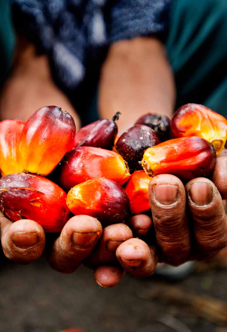 WWF Verdensnaturfonden anbefaler at: Danske virksomheder i palmeolieværdikæden sætter en målsætning om 100 procent CSPO (Certified Sustainable Palm Oil) senest i 2015, og med det samme begynder at