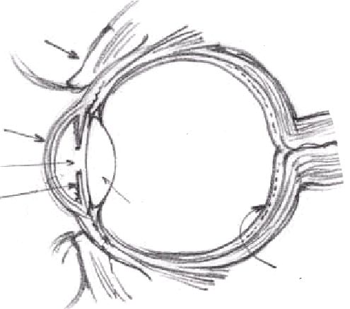 Iris Nethinde Pupil Linse Nethinde stand og tæt på. Hvis man skal se noget tæt på, skal linsen lige ændre form det tager et lille stykke tid. Hele den midterste del af øjet er udfyldt af glaslegemet.