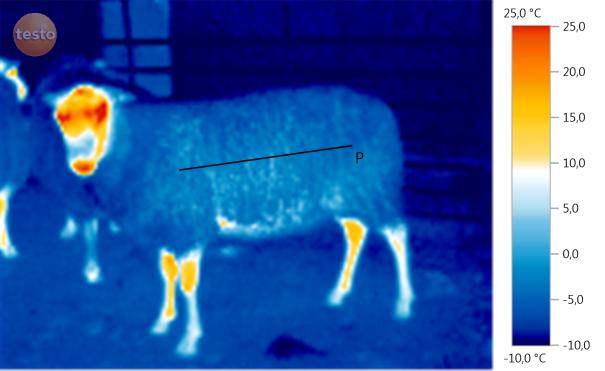 Det fremgår af temperaturprofilen, der vises til højre for billederne, at overfladetemperaturerne på dyrenes uld ligger under frysepunktet.