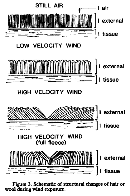 2.5 Vindens påvirkning af uldens isoleringsevne Vind øger til en vis grad fårenes varmetab alt afhængig af vindstyrken og de omgivende temperaturer.