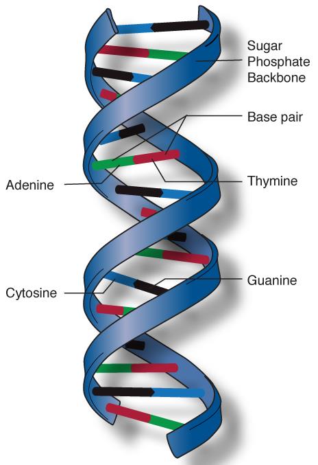 En dobbelthelix kendes fr DNA: Mn kn også sige, t en helix er den kurve, der dnnes f det ene endepunkt f et linjestykke, når det bevæger