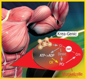 Kreatinin Kreatinin er et nedbrydningsprodukt fra musklernes kreatin som frigives til blodet ved muskelarbejde.