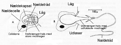 Side 38 Figur 4 Tegning af ferskvandspolyppen Hydra. Efter Mogens Lund: Biologi; Gyldendal 1970 Polypdyrene har nældeceller, som de bruger til at fange og lamme bytte med.