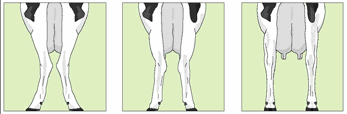 Lemmer Hasevinkel fra siden ret Ret Kroget kroget Hasevinkel bliver altid vurderet fra siden af koen. Den optimale hasevinkel er 150-155 grader.