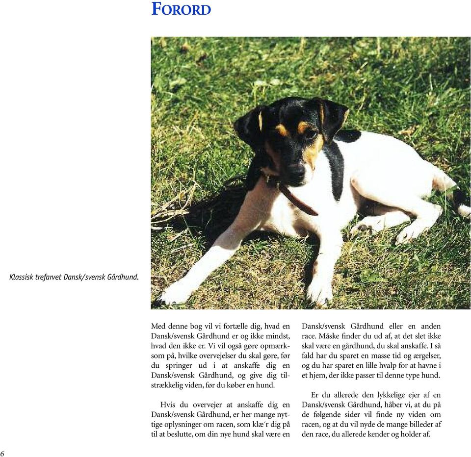 Hvis du overvejer at anskaffe dig en Dansk/svensk Gårdhund, er her mange nyttige oplysninger om racen, som klæ r dig på til at beslutte, om din nye hund skal være en Dansk/svensk Gårdhund eller en
