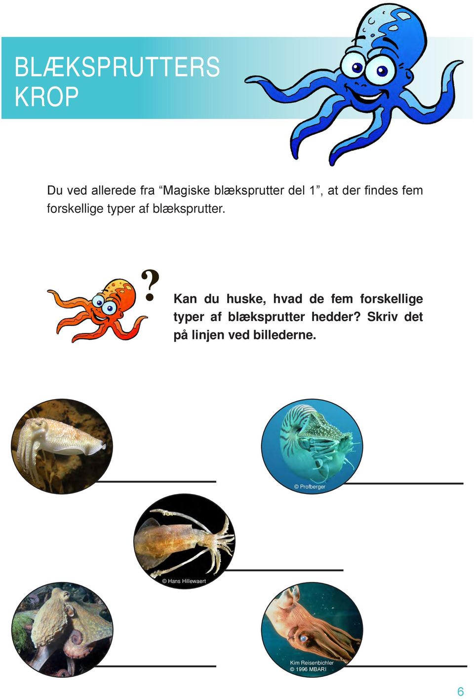 ? Kan du huske, hvad de fem forskellige typer af blæksprutter hedder?
