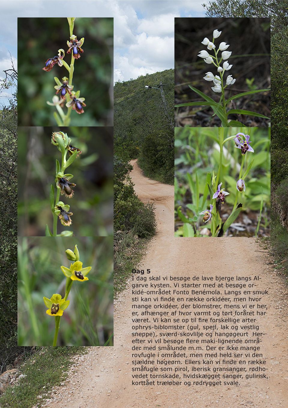 Vi kan se op til fire forskellige arter ophrys-biblomster (gul, spejl, lak og vestlig sneppe), sværd-skovlilje og hangøgeurt Herefter vi vil besøge flere maki-lignende områder